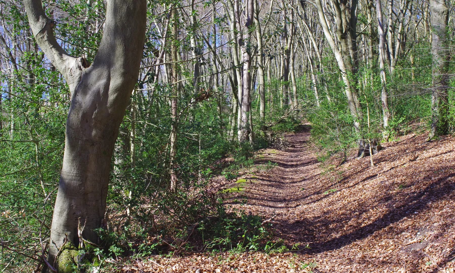 A chilterns Beech Wood in spring