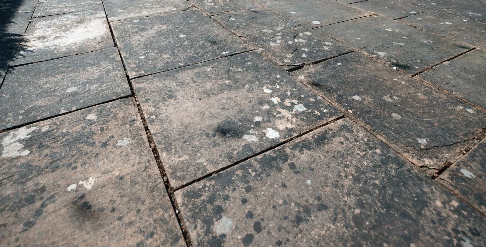 Close-up of black spot and lichen on sandstone paving