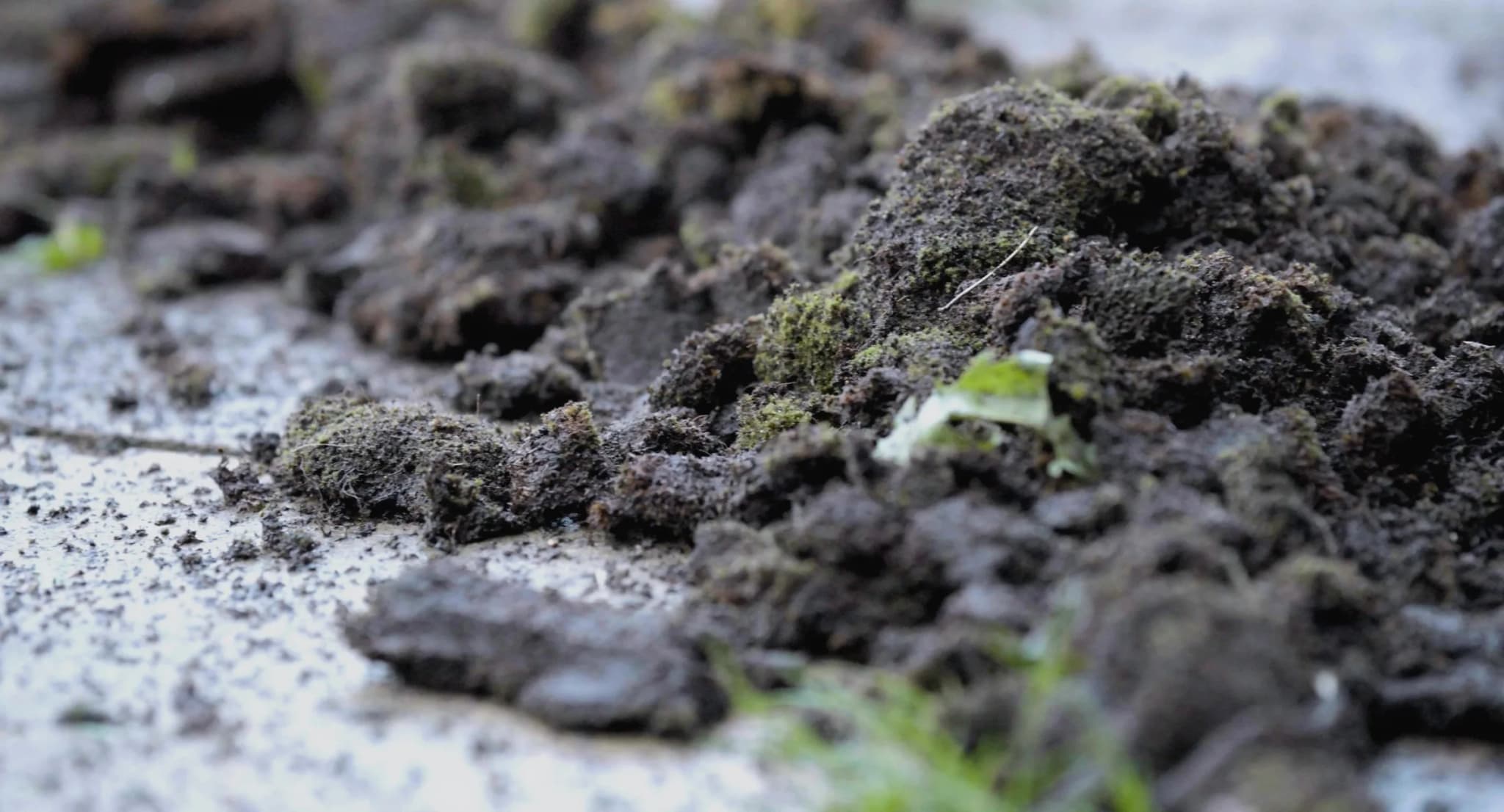 Thick clumps of moss removed from the roof tiles