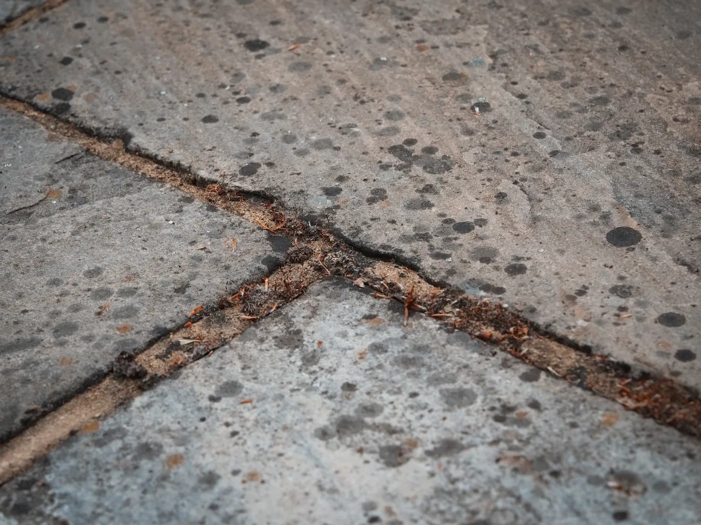 Close-up of black spot
