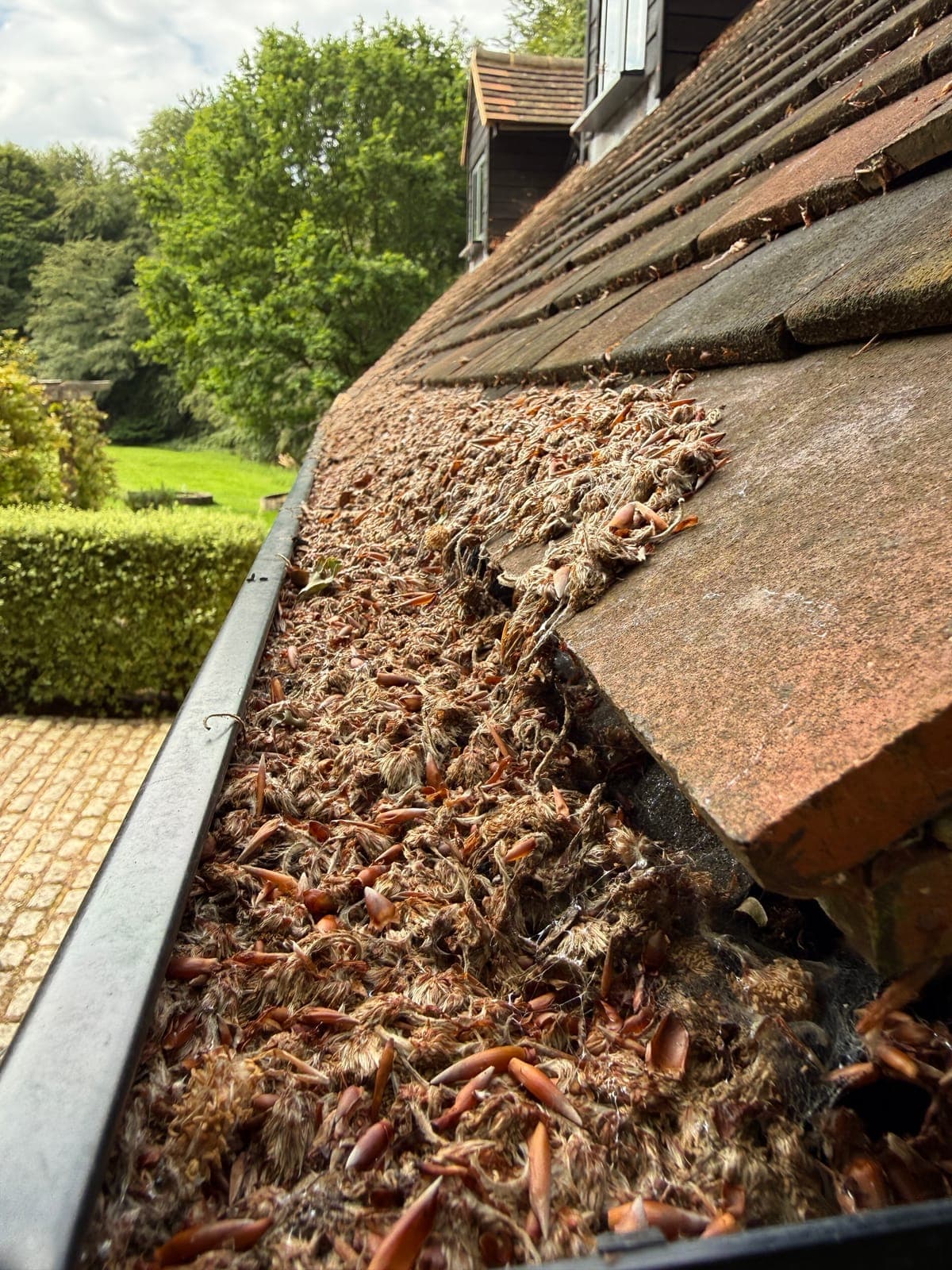 Gutter packed solid with beech mast, moss and leaf litter before clearing