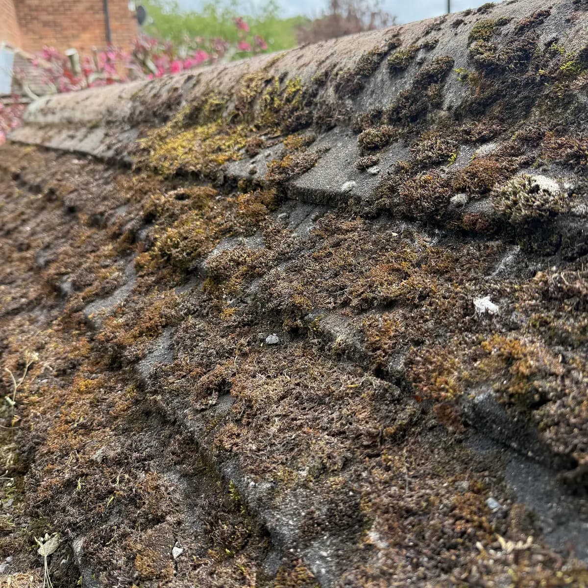 Concrete roof tiles heavily overgrown with moss and lichen before professional cleaning