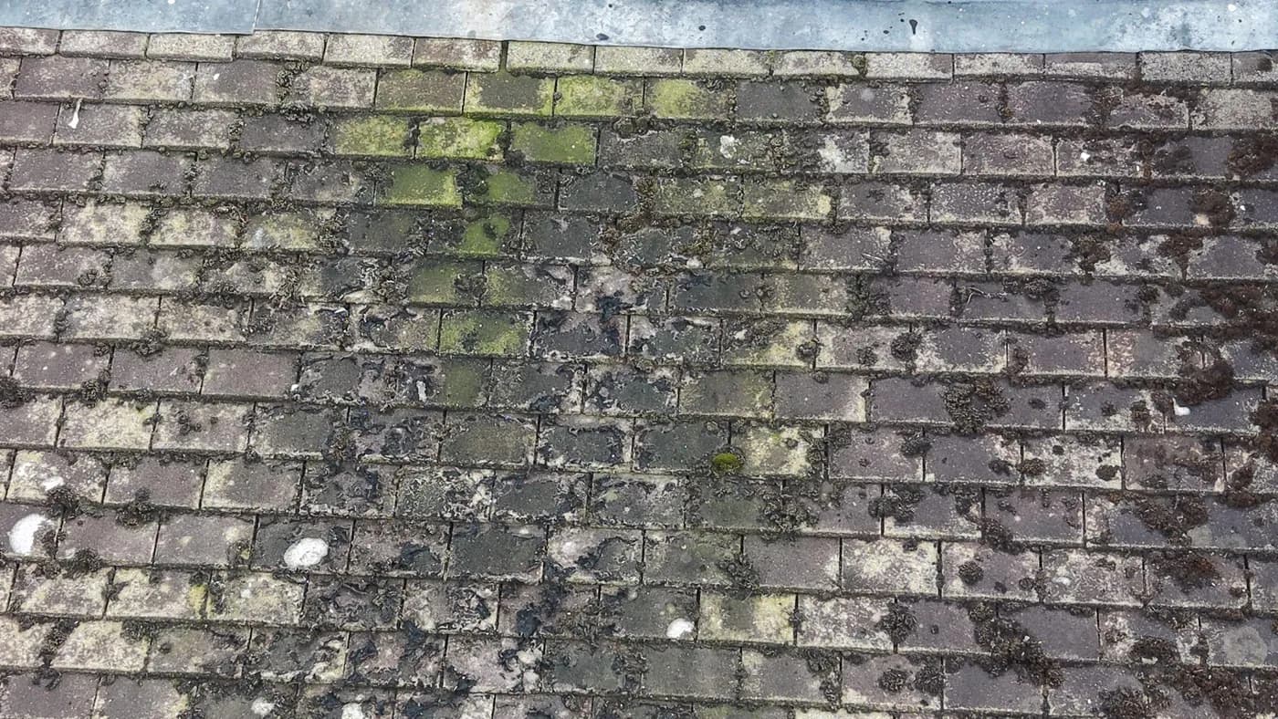 Close-up of concrete tiles thickly covered in moss cushions, green algae and pale lichen below a lead flashing