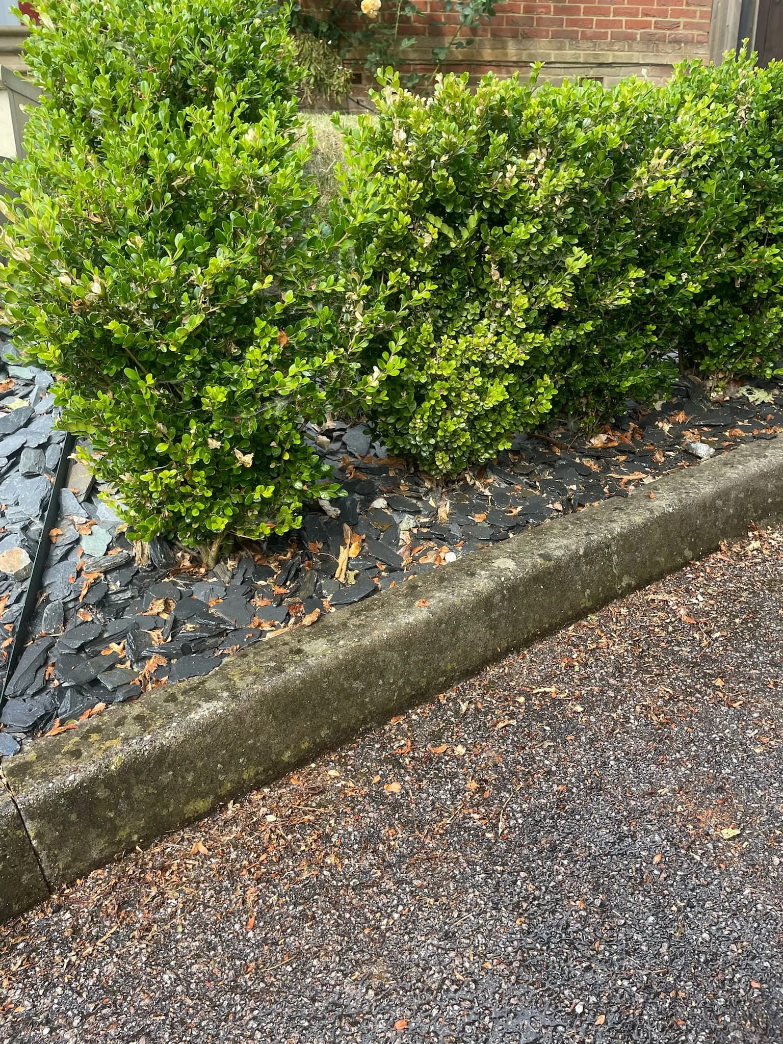 Is Soft Washing Safe for Plants?