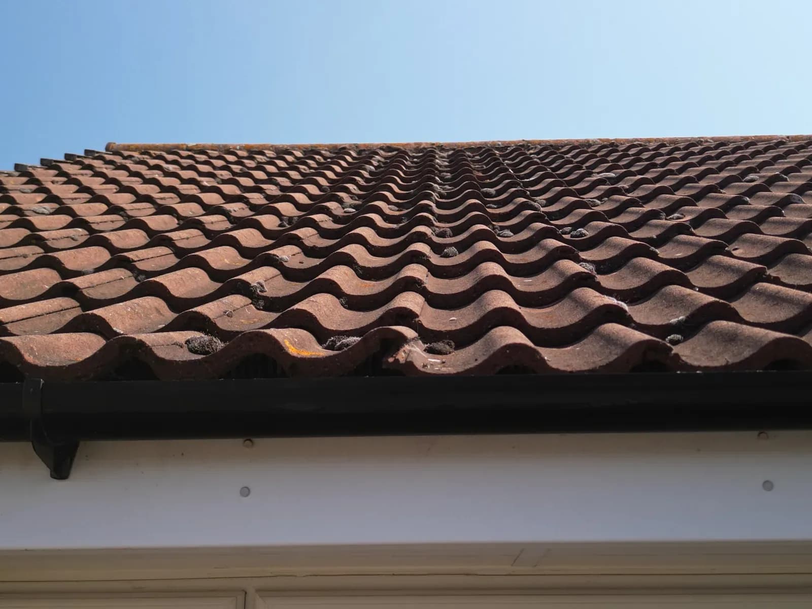 What Is Soft Wash Roof Cleaning?