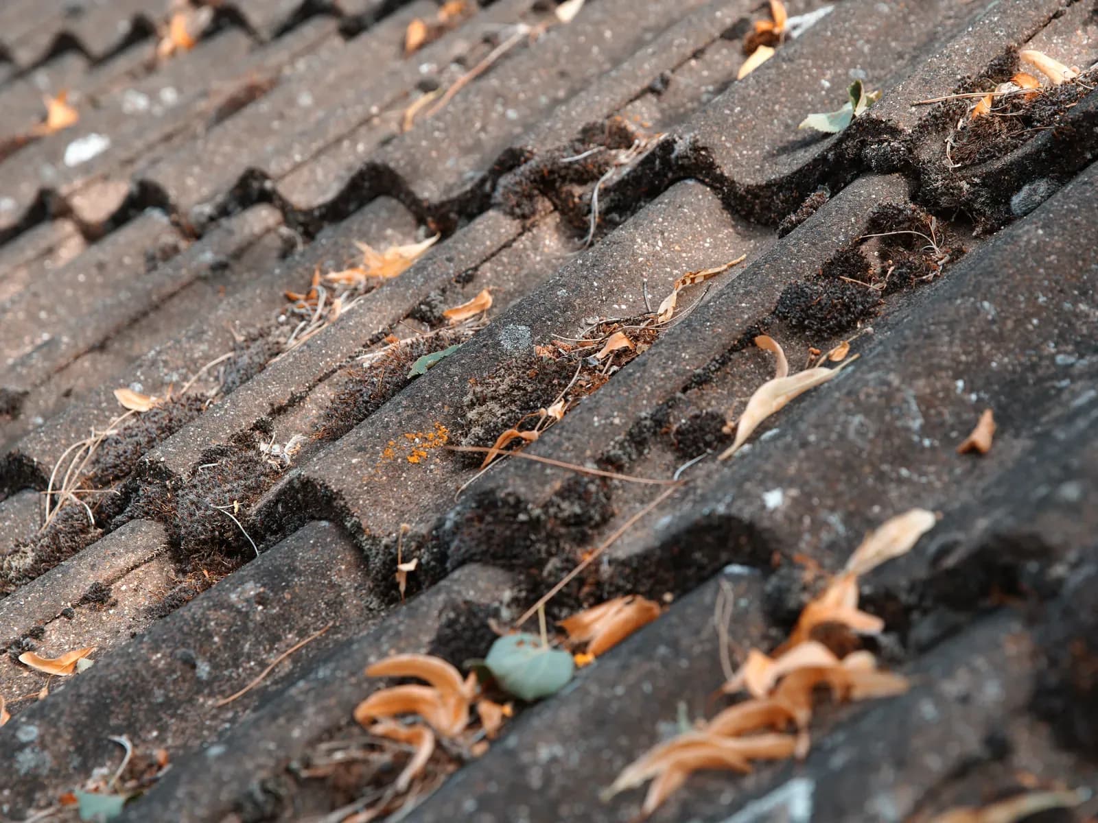 How Much Does It Cost to Remove Moss from Roof?