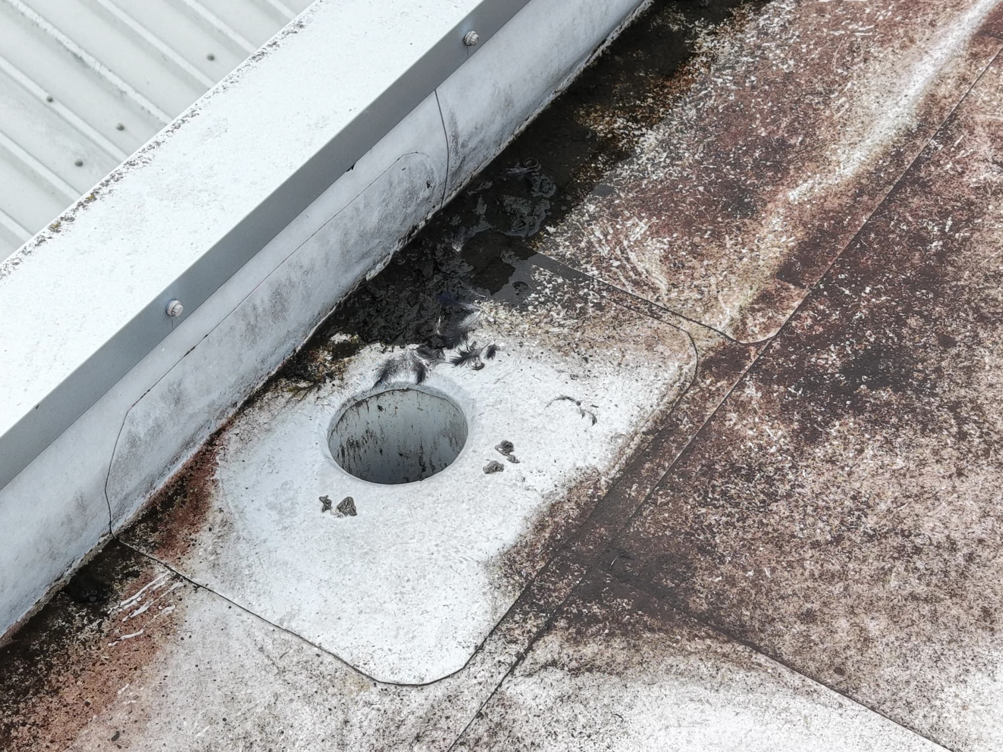 Close aerial view of a roof outlet beside a metal parapet clogged with debris, dark feathers and silt