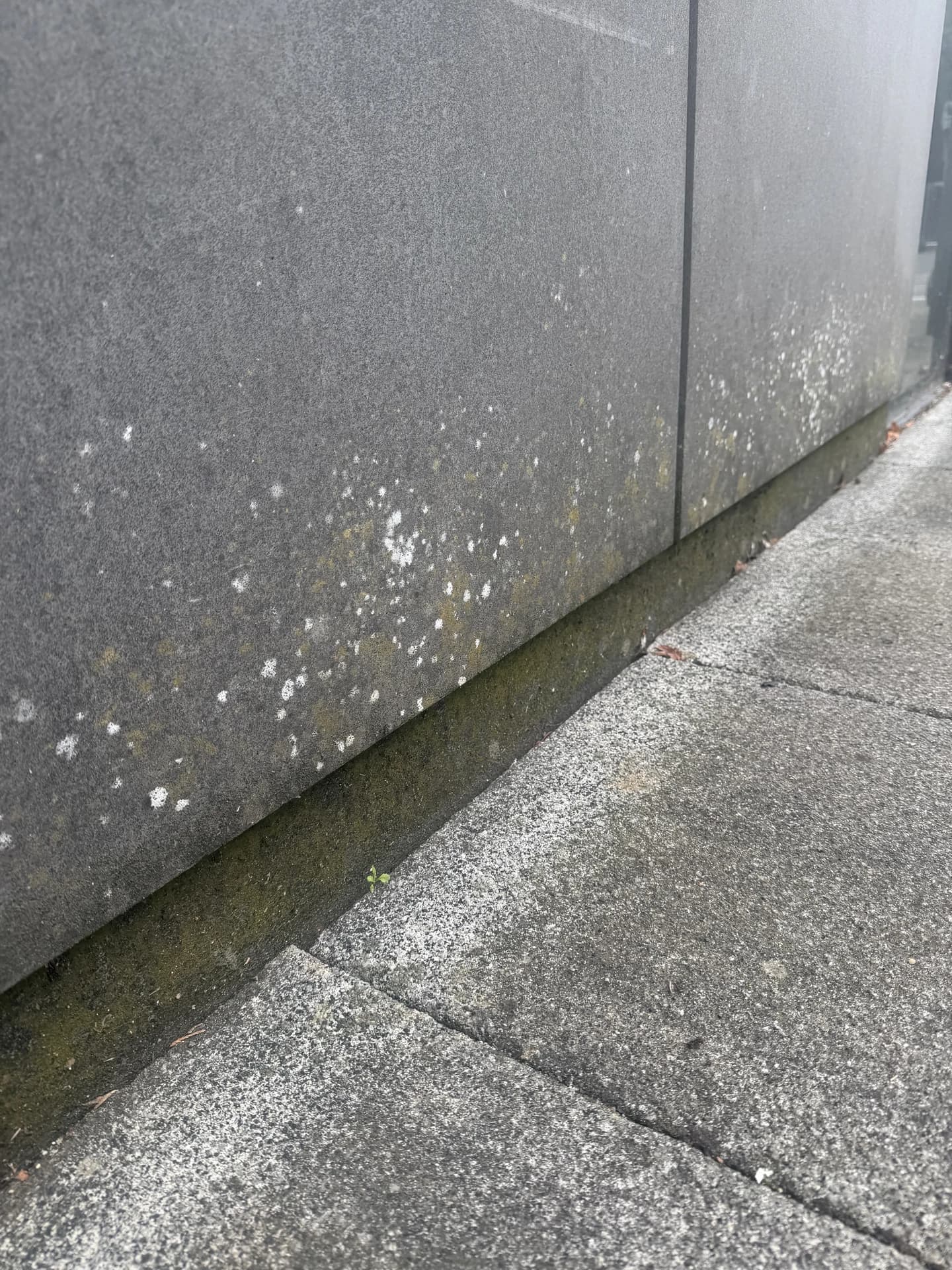 Lichen and algae spotting across a dark concrete plinth at the base of a building