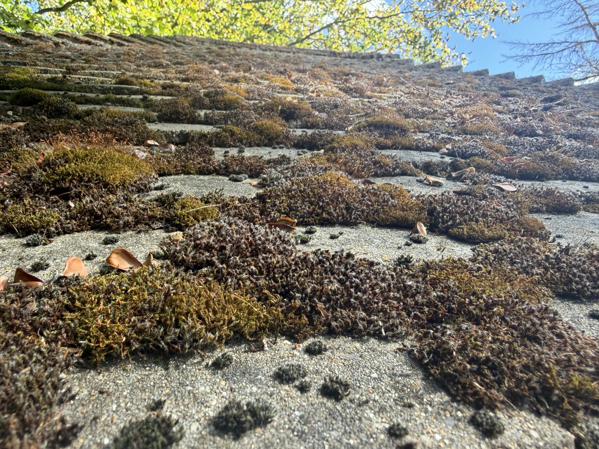 Low-angle close view of a concrete roof tile slope covered in thick moss with fallen leaves, trees behind