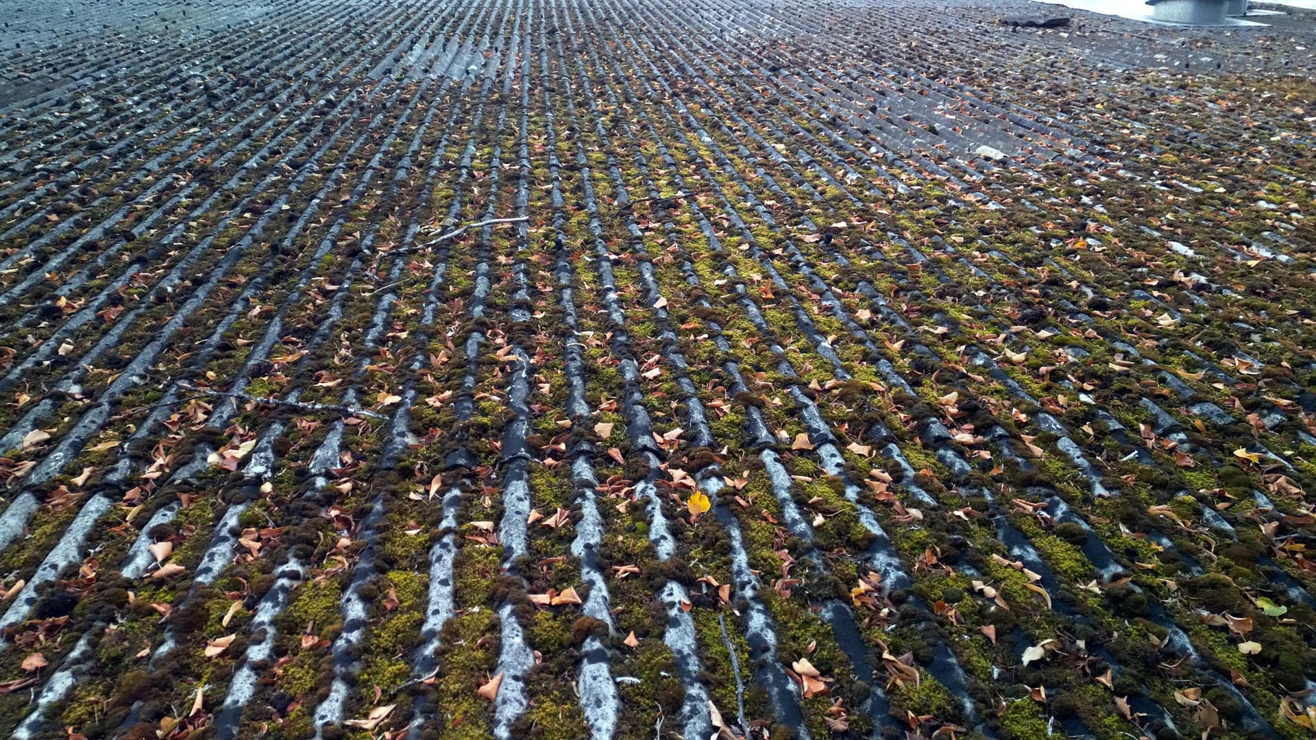 Low-angle view of a roof pitch with moss and leaves across the corrugated sheeting
