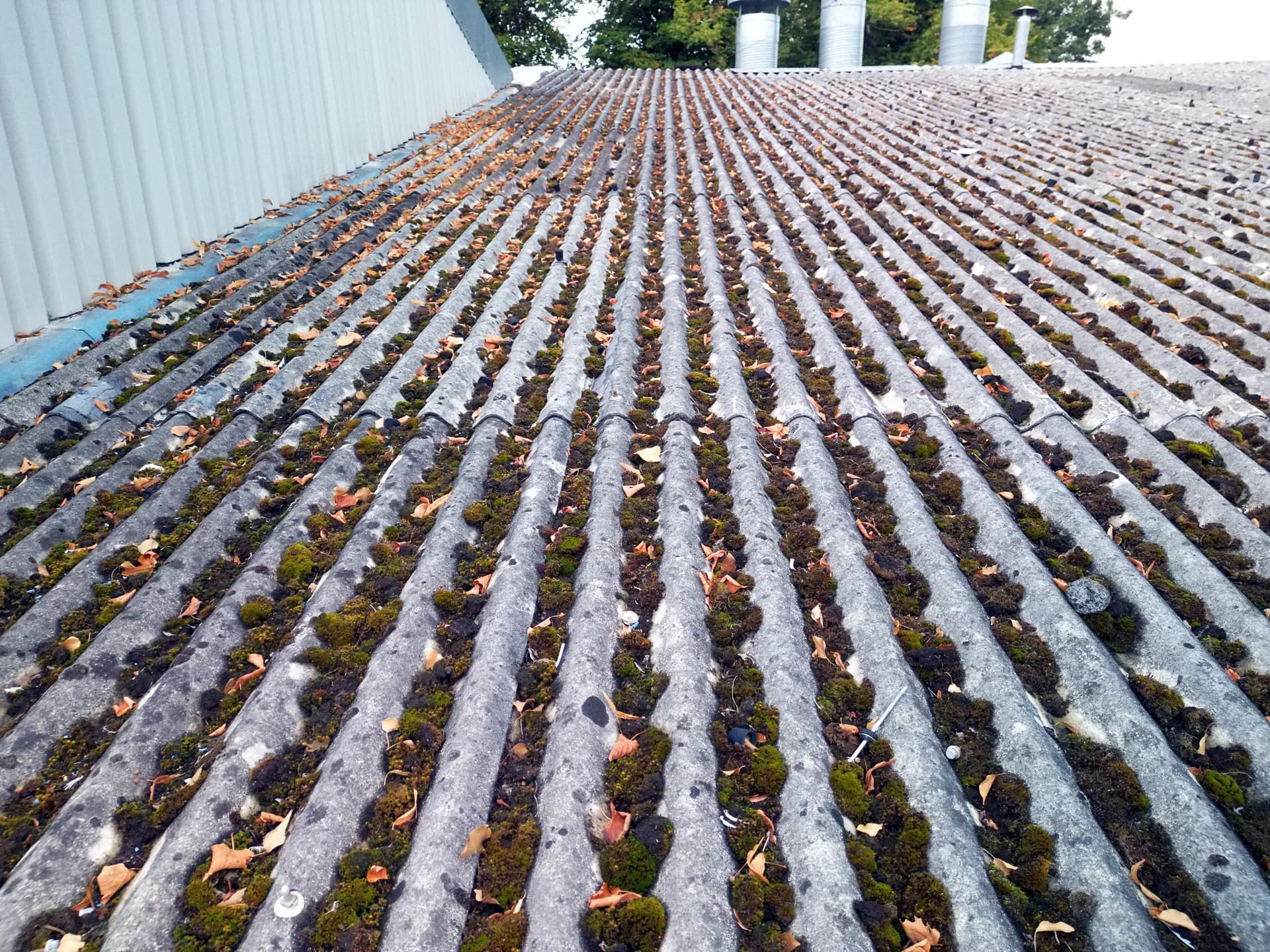 Low oblique view down a roof pitch with moss and leaf litter packed into the troughs and vent stacks at the top