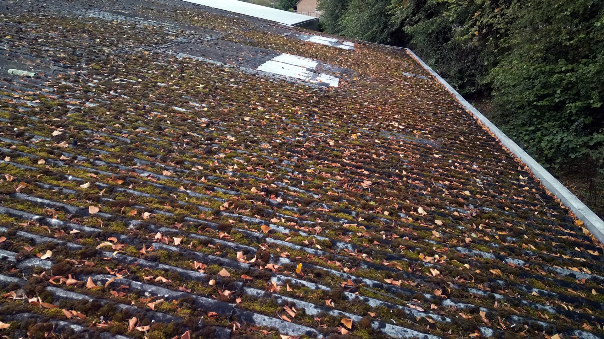 Oblique view down a roof edge with dense green moss and orange leaf litter, patched sheets, a gutter and a hedge