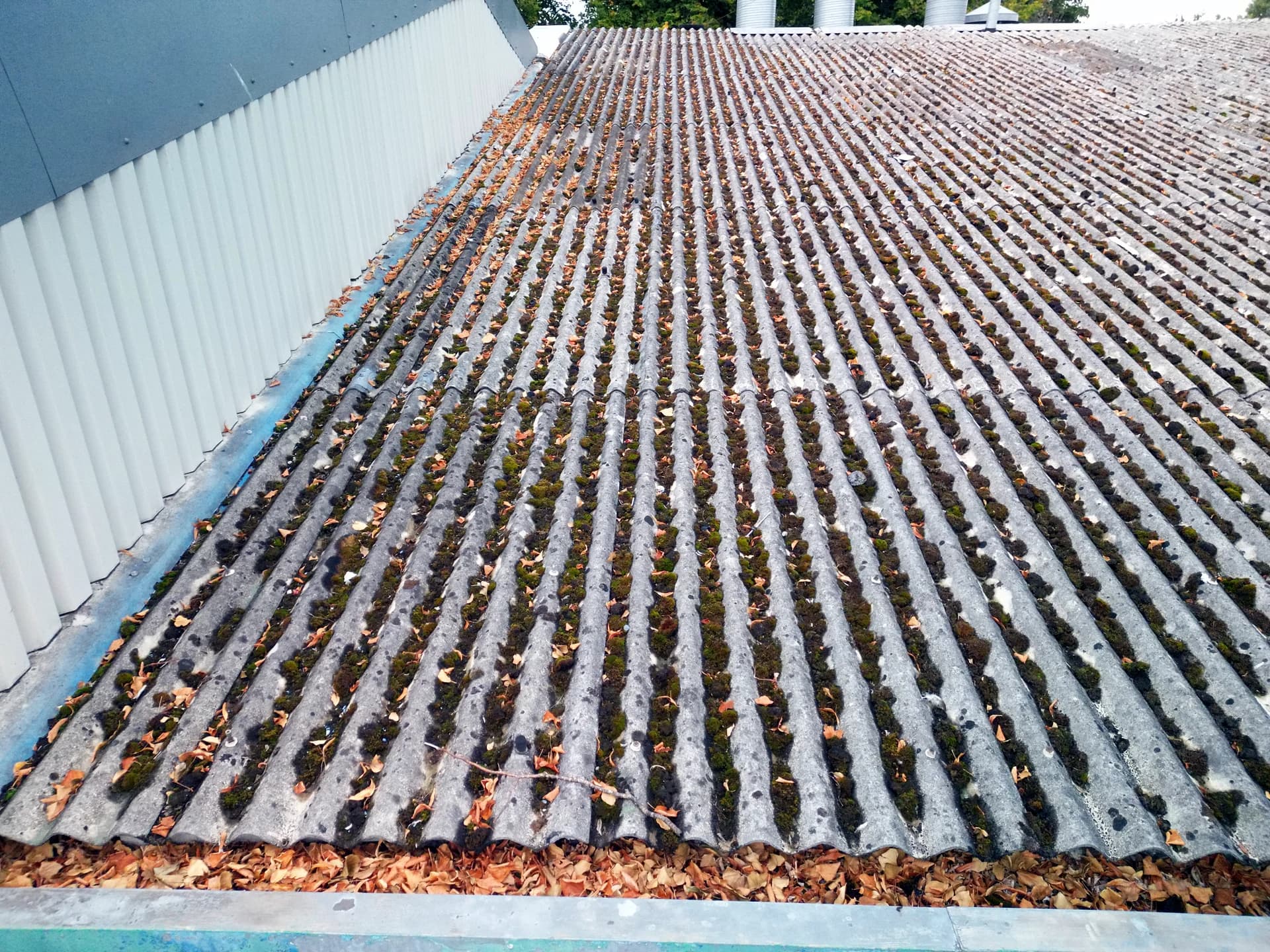 Oblique view of roof sheet troughs packed with moss and leaf debris along the eave, with cladding at the left