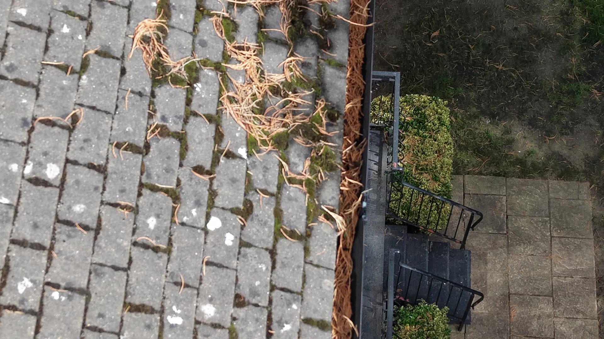 Top-down view of a roof edge where the gutter is packed with conifer needles and moss sits in the tile joints