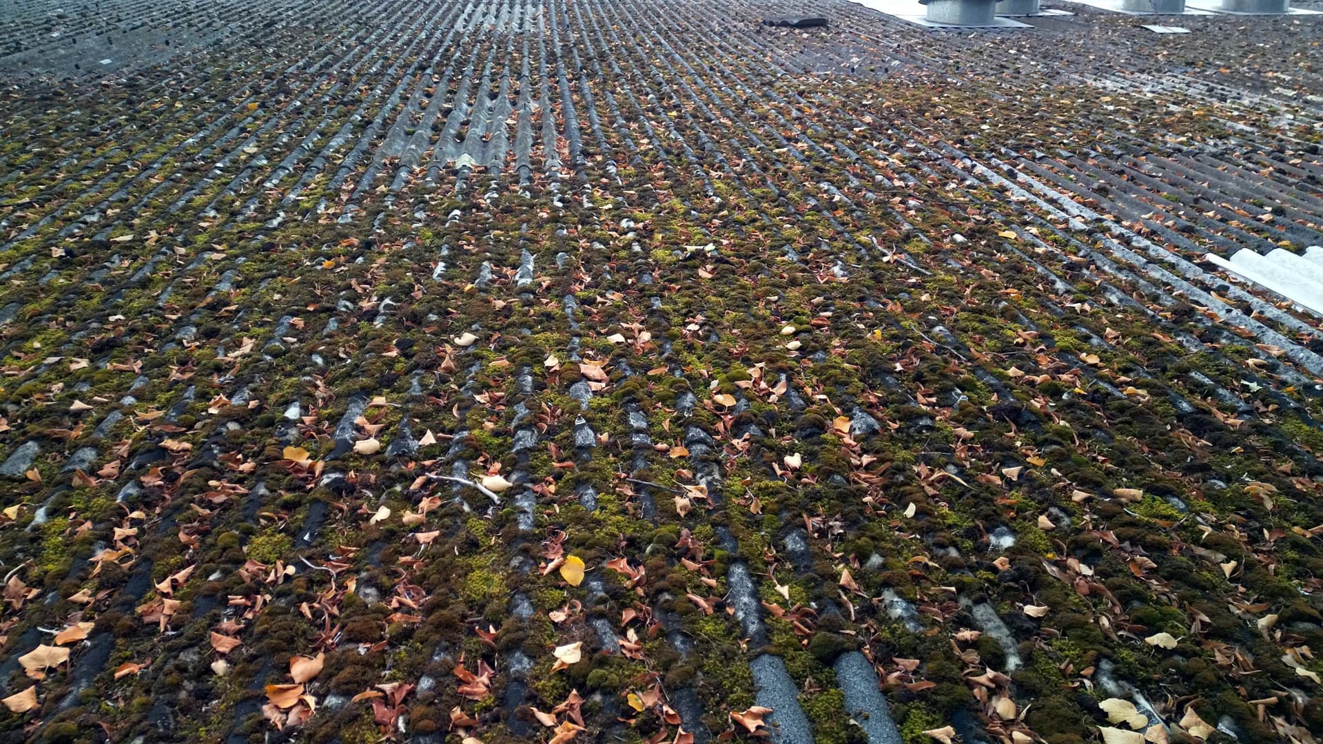 View of a roof slope near the ridge with moss and leaves across the sheeting