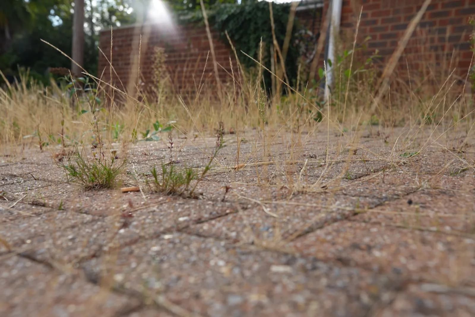 Low close-up of grass and weeds rooted in the block paving joints