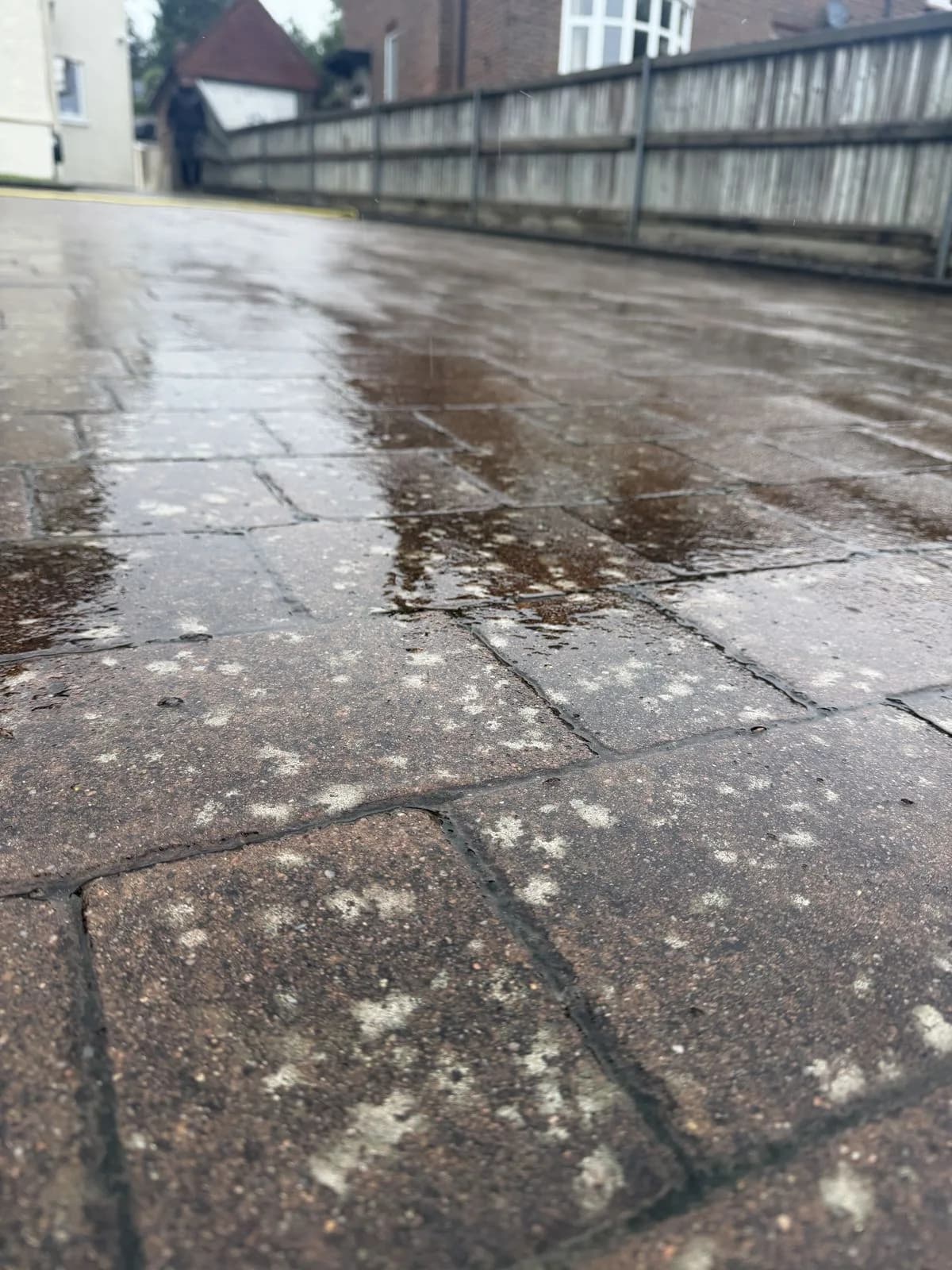 Low close-up of the block paving before cleaning in High Wycombe, covered in lichen and black spot