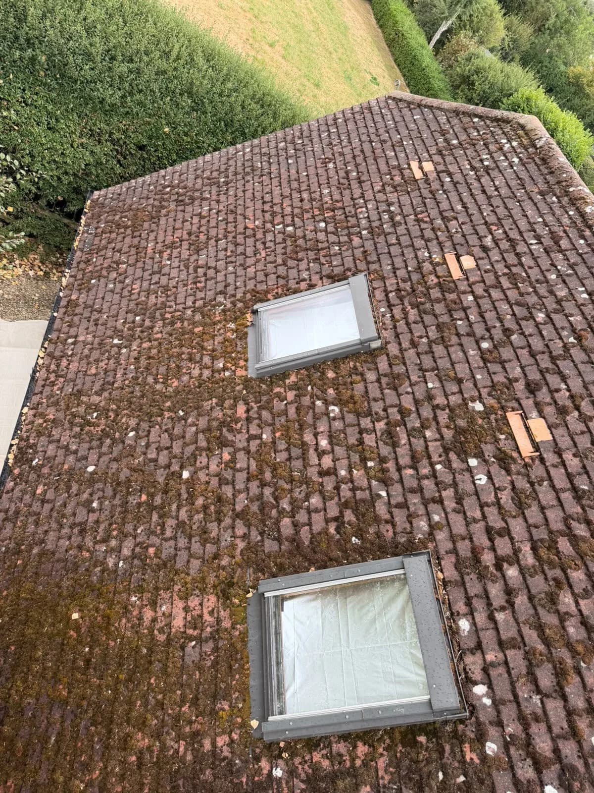 Clay tiles and rooflights on the annex before cleaning, thick with moss and lichen