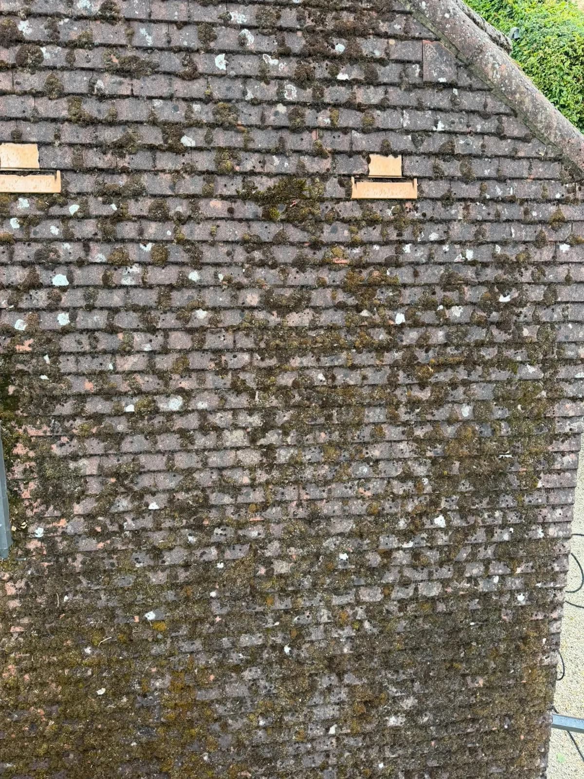 Tight close-up of the clay tiles in Aylesbury before cleaning, crusted with moss and lichen