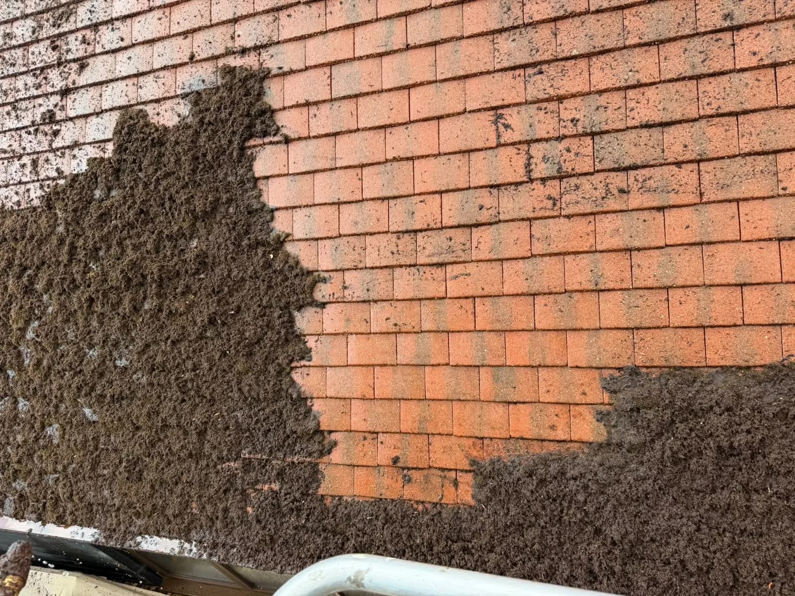 Mat of heavy moss lifting away from the clay tiles under controlled low-pressure cleaning