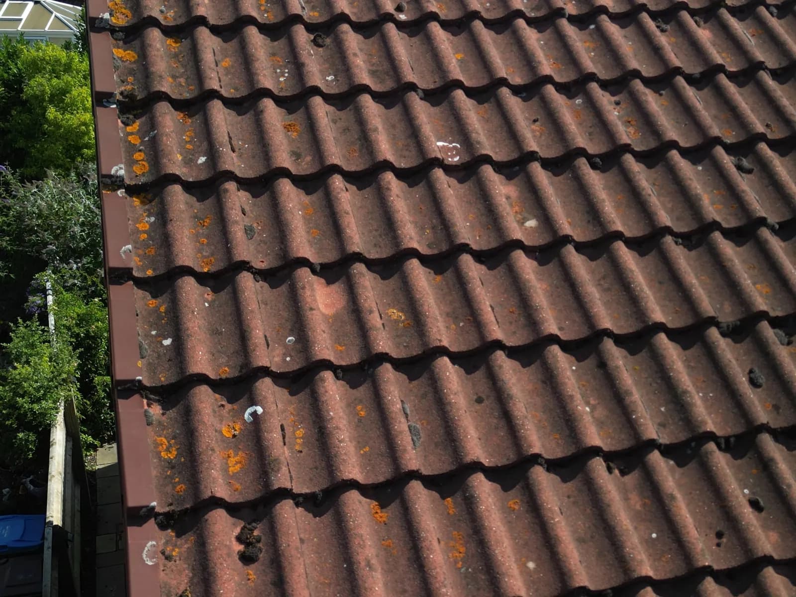 Orange lichen and moss growing on roof tiles before cleaning