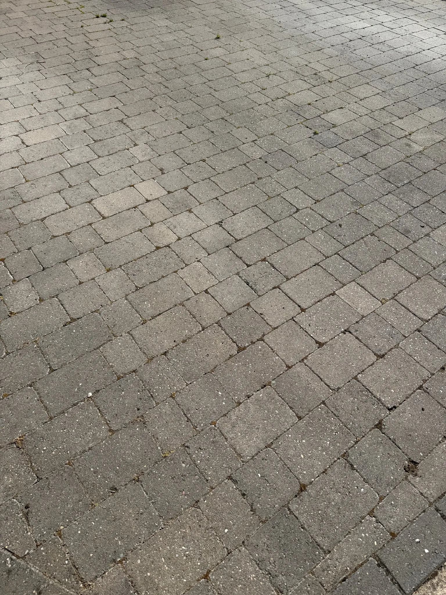 Block paved driveway in Aylesbury with algae, black spot and weeds in the joints before cleaning