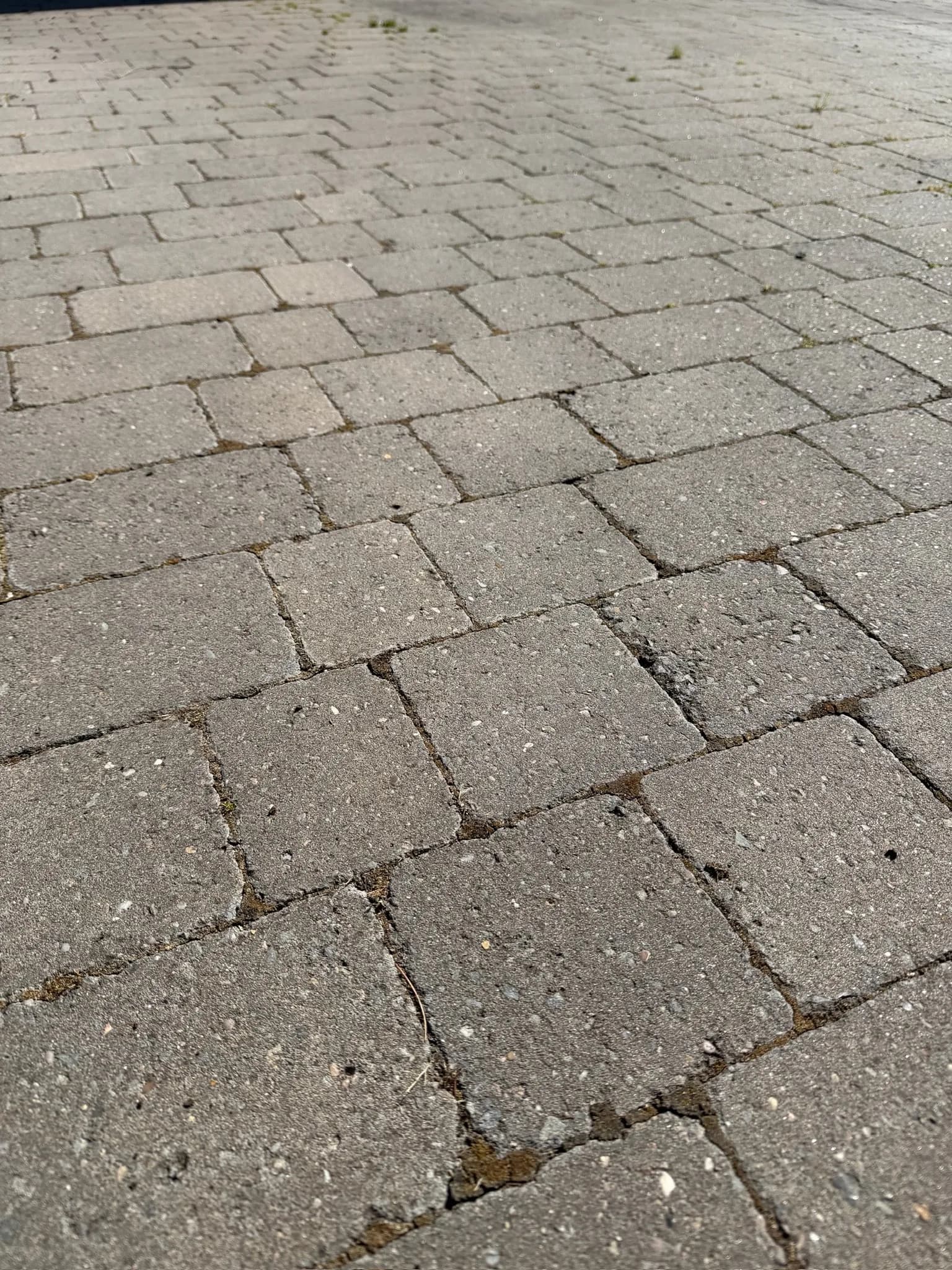 The same driveway before: algae, black spot and weeds growing in the joints