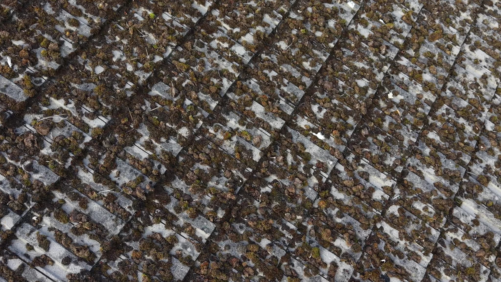 Close-up of thick moss and lichen growing across concrete roof tiles before cleaning
