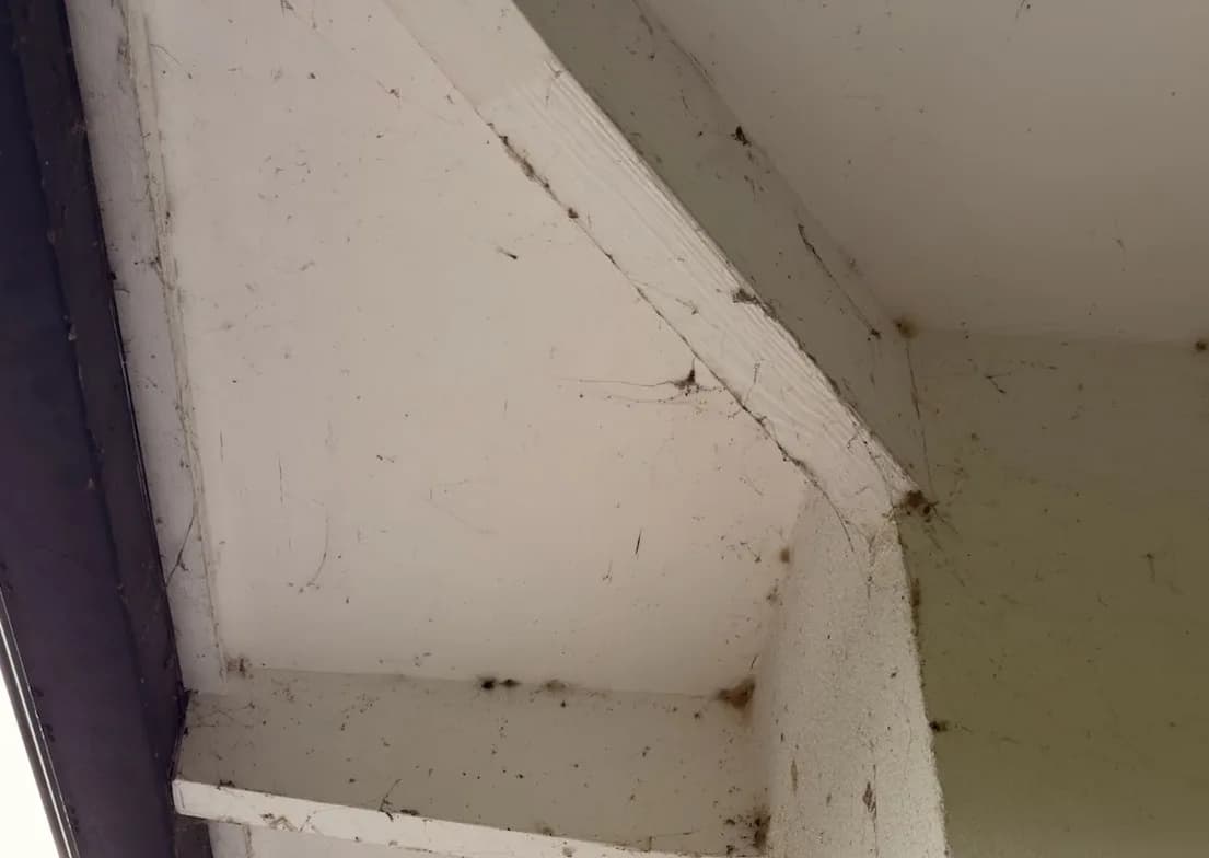 Soffit before soft wash cleaning, hung with cobwebs, nests and dirt between the rafters