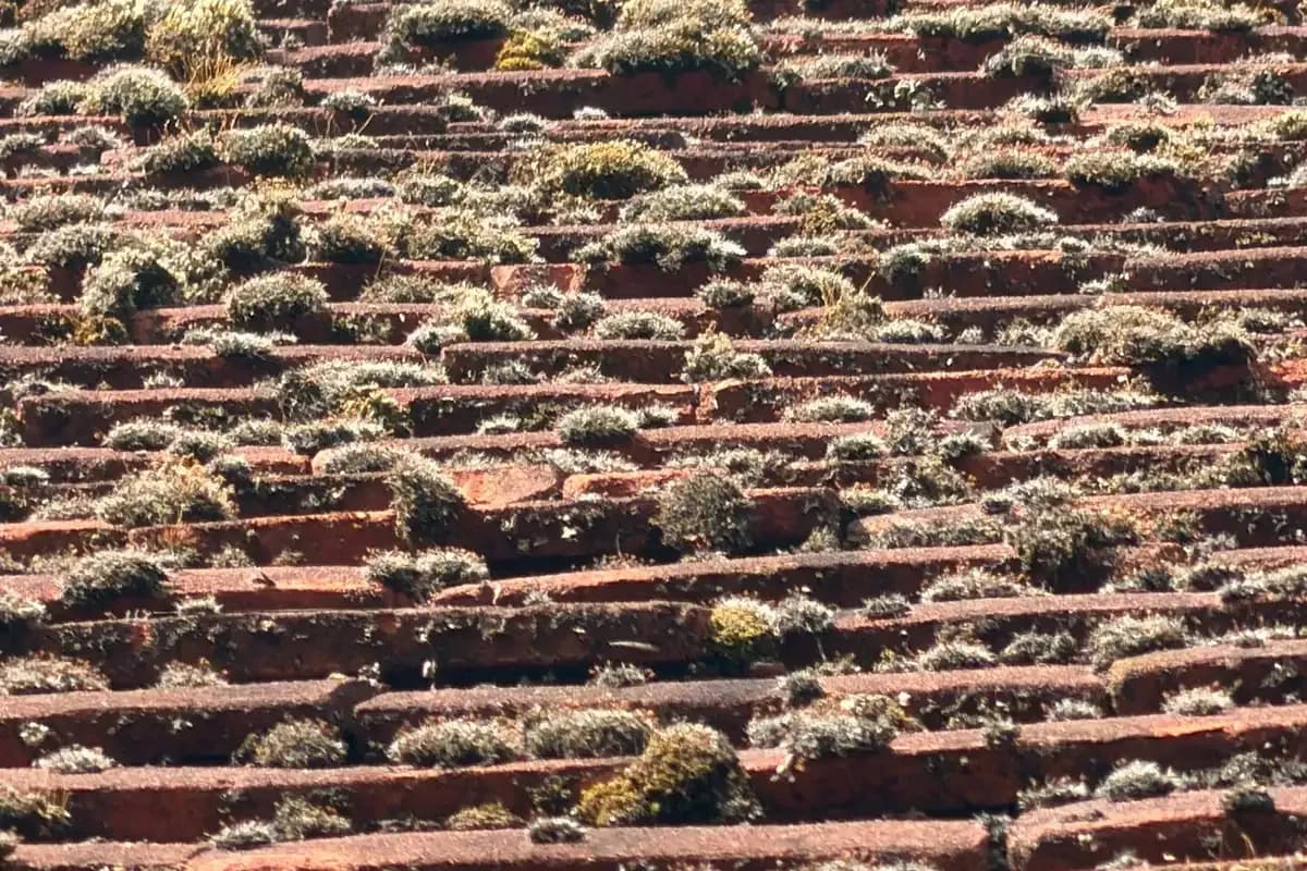 Old red clay roof tiles densely dotted with cushions of moss and patches of lichen in bright sunlight