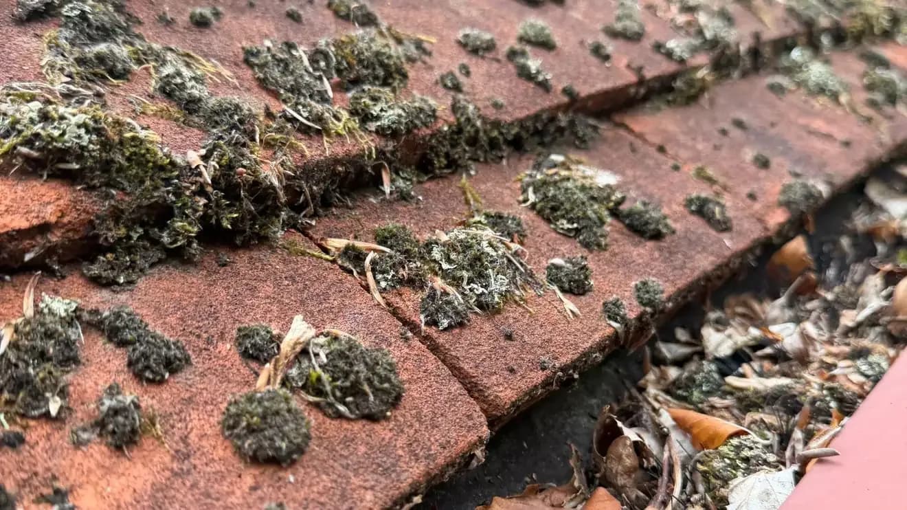How to Remove Lichen From Roof Tiles Without Damaging Them