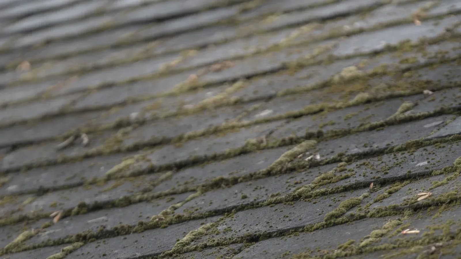 Slate roof tiles streaked with moss and algae growth